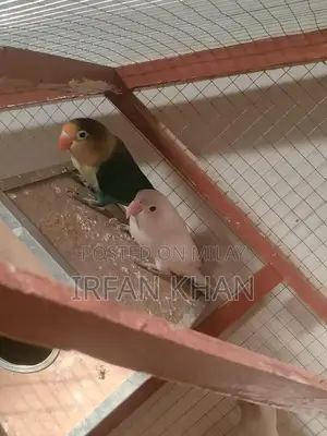 Love Birds Parblue and Albino Varieties - Exotic Bird Collection