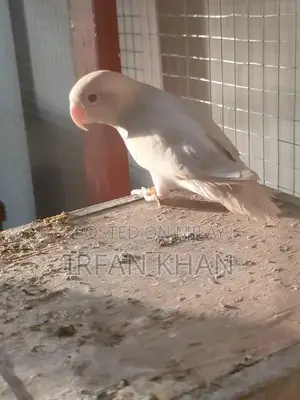 Love Birds Parblue and Albino Varieties - Exotic Bird Collection