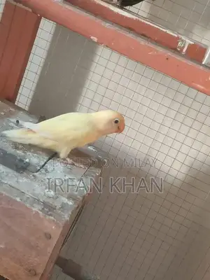 Love Birds Parblue and Albino Varieties - Exotic Bird Collection