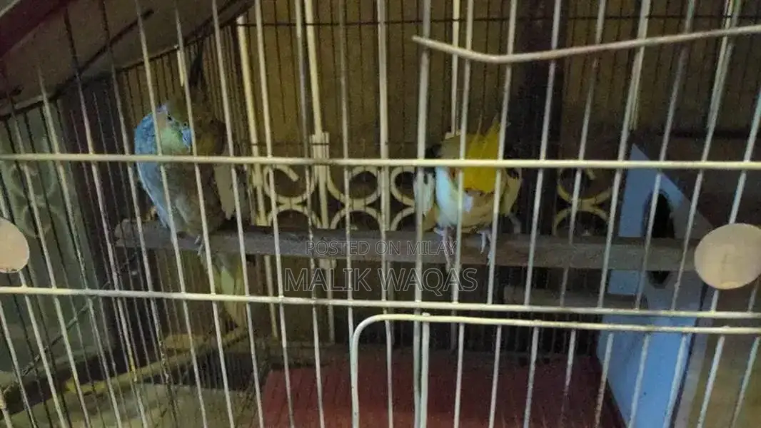 Full setup need to sale