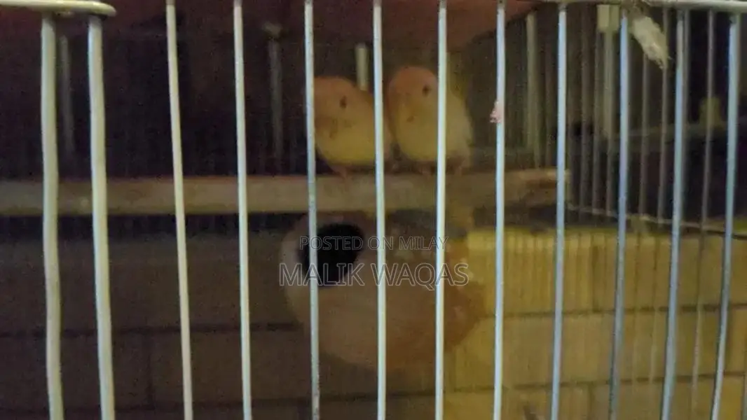 Full setup need to sale