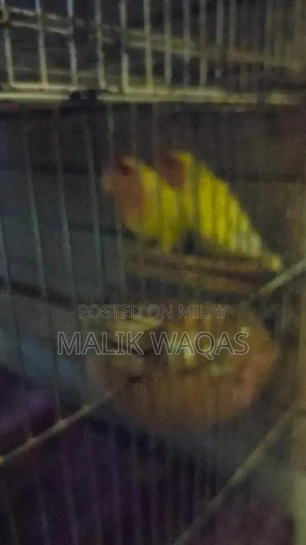 Full setup need to sale