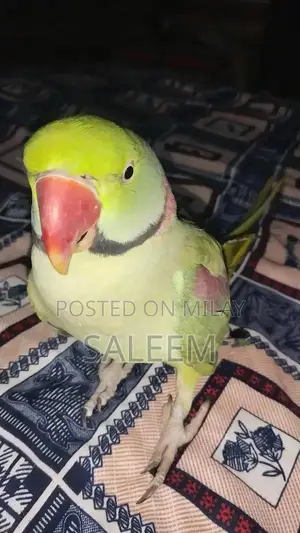 Photo - Hand-Tamed Parrot - 18-Month-Old Healthy Bird