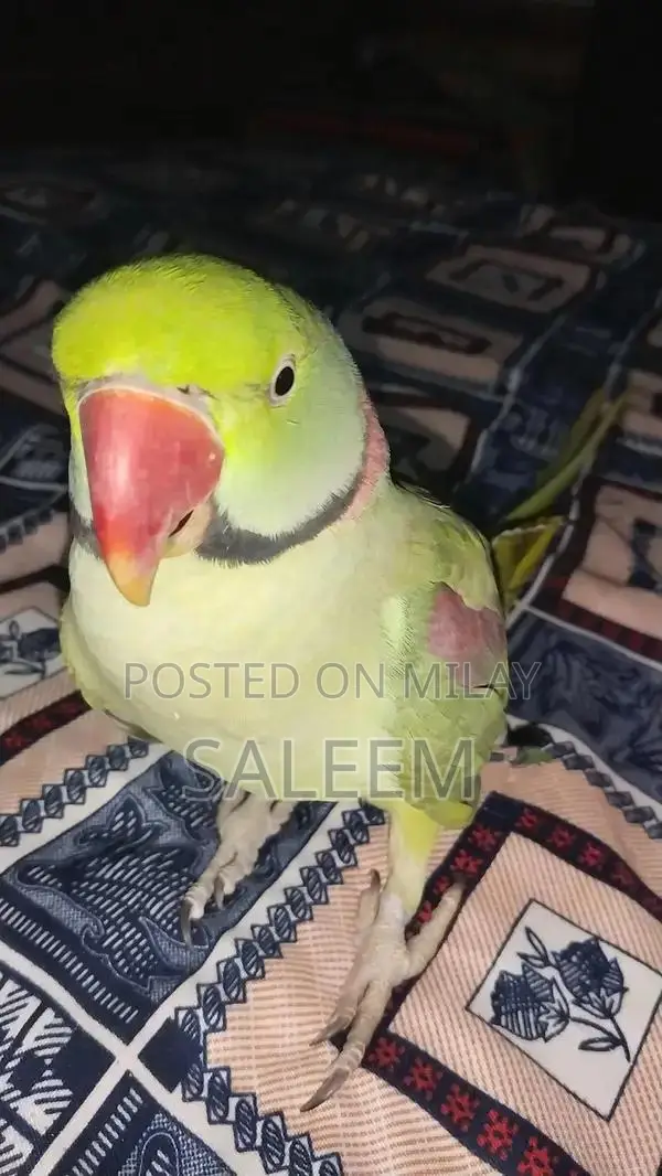 Hand-Tamed Parrot - 18-Month-Old Healthy Bird