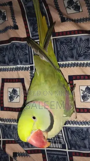 Hand-Tamed Parrot - 18-Month-Old Healthy Bird