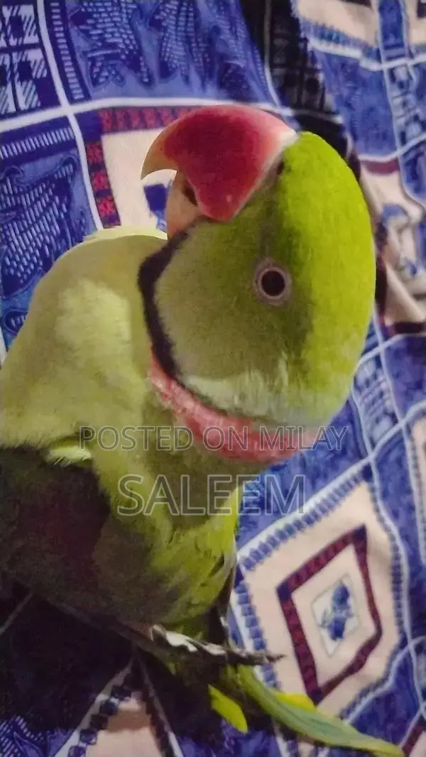 Hand-Tamed Parrot - 18-Month-Old Healthy Bird