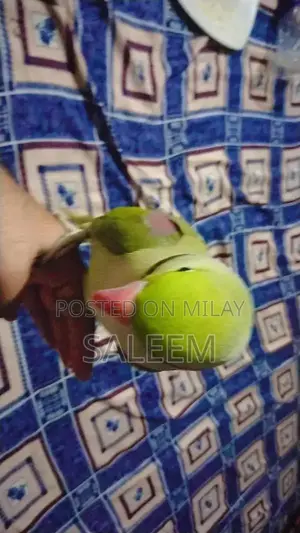 Hand-Tamed Parrot - 18-Month-Old Healthy Bird