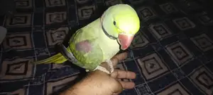 Hand-Tamed Parrot - 18-Month-Old Healthy Bird