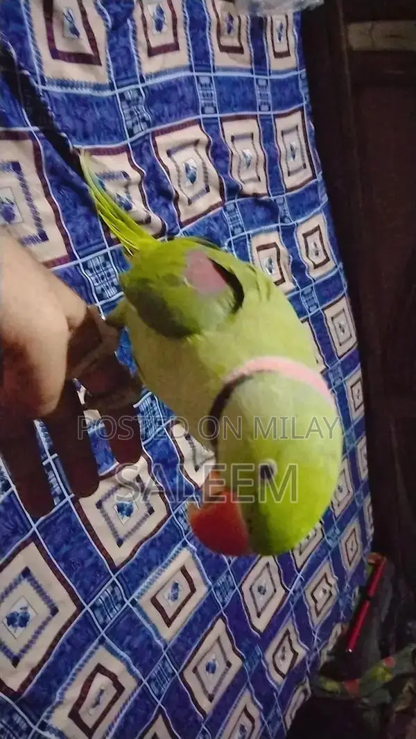 Hand-Tamed Parrot - 18-Month-Old Healthy Bird