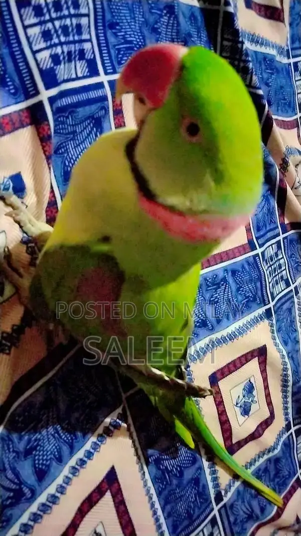 Hand-Tamed Parrot - 18-Month-Old Healthy Bird