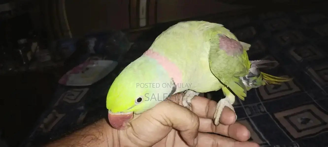Hand-Tamed Parrot - 18-Month-Old Healthy Bird