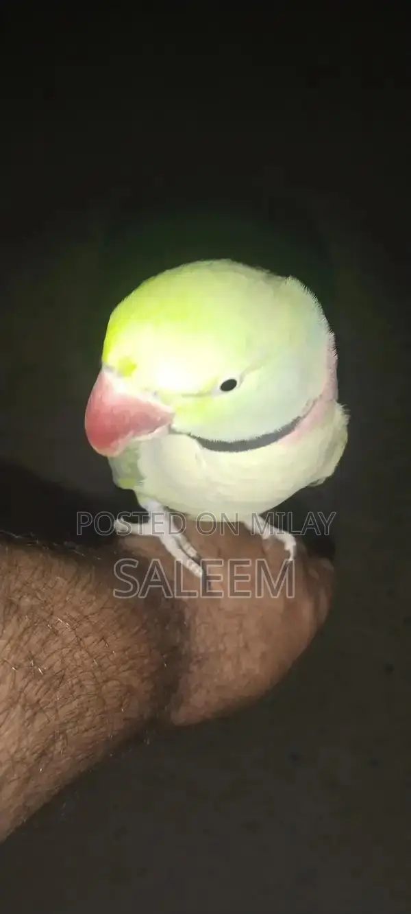Hand-Tamed Parrot - 18-Month-Old Healthy Bird