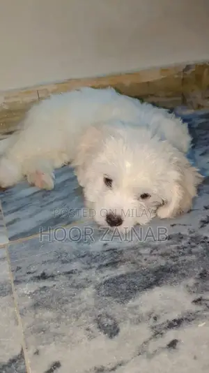 Photo - Maltese puppy