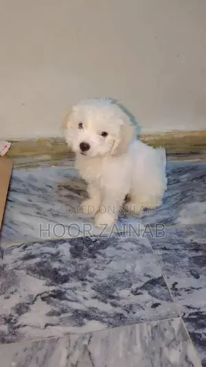Maltese puppy