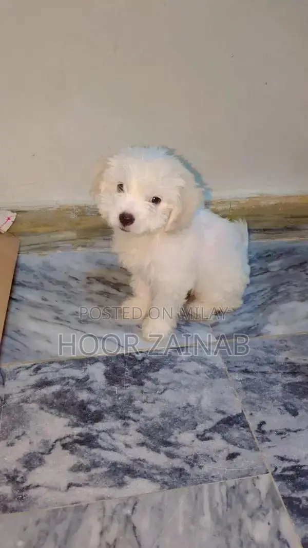 Maltese puppy