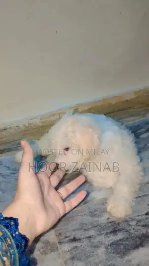 Maltese puppy