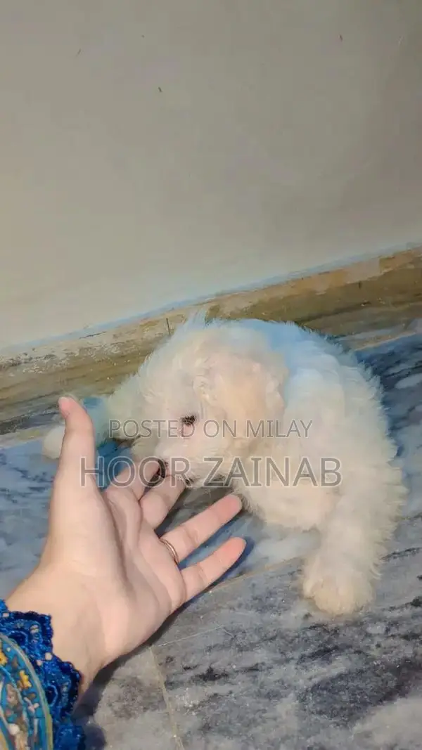 Maltese puppy