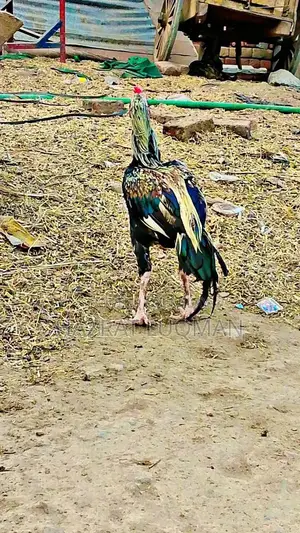 Premium Aseel Jawa Rooster - Traditional Heritage Breed Poultry