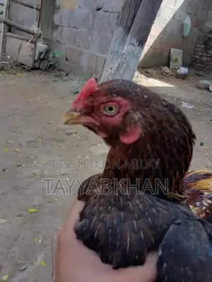 Fresh Whole Asel Murgh Chicken - Premium Quality Poultry