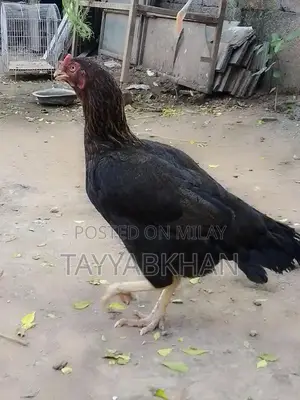 Fresh Whole Asel Murgh Chicken - Premium Quality Poultry