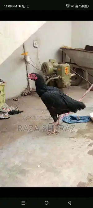 Premium Aseel Chicken Breed from Karachi - High-Quality Poultry Strain