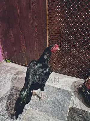 Authentic Aseel Muska Pathani Goat - Premium Livestock Breed