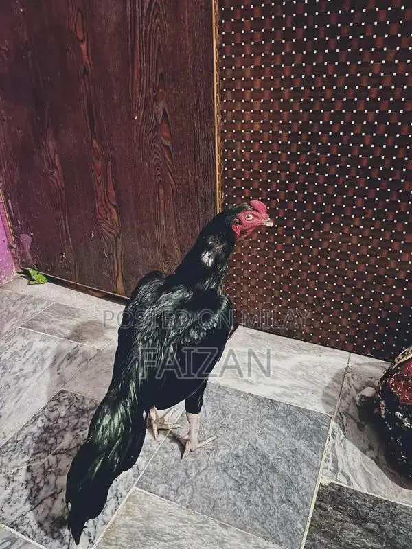 Authentic Aseel Muska Pathani Goat - Premium Livestock Breed