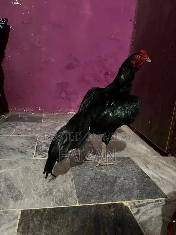 Authentic Aseel Muska Pathani Goat - Premium Livestock Breed