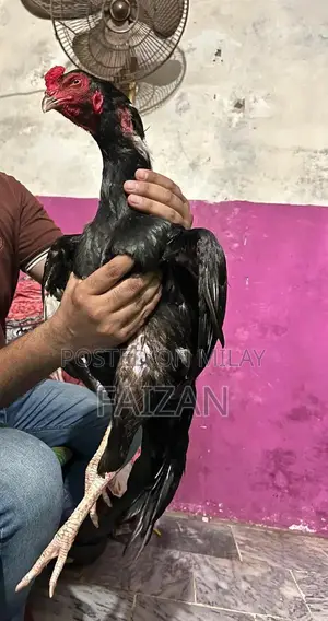 Authentic Aseel Muska Pathani Goat - Premium Livestock Breed