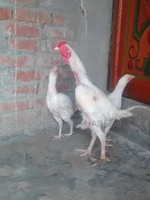 Premium Heera Aseel Chickens - High-Quality Poultry Breed for Enthusia