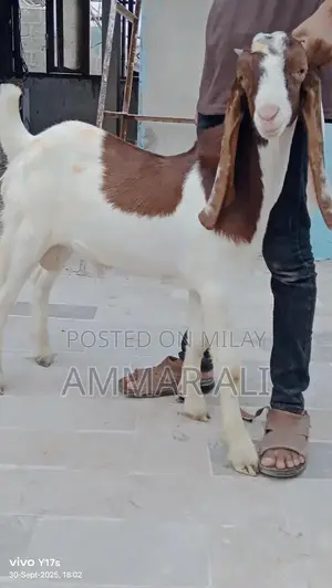 High-Quality Ablak Print Goat Art Poster