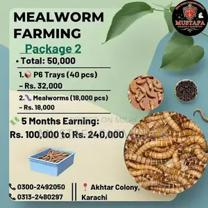 Live Mealworms for Feeding Birds, Reptiles, Fish