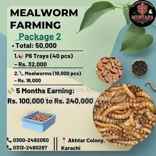 Live Mealworms for Feeding Birds, Reptiles, Fish