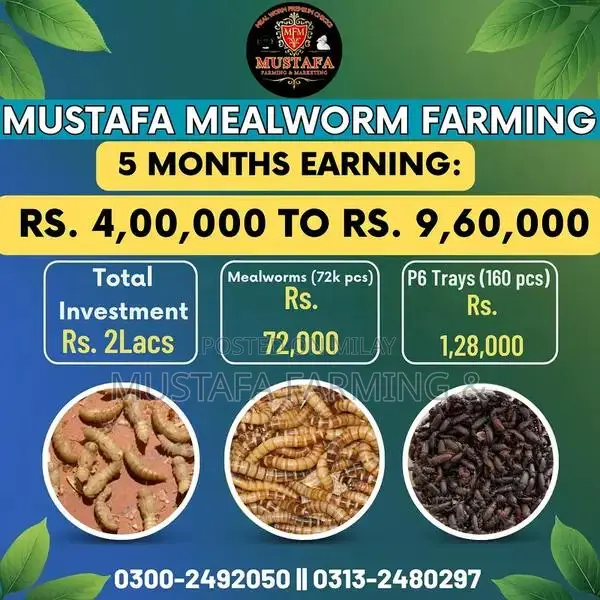 Live Mealworms for Feeding Birds, Reptiles, Fish