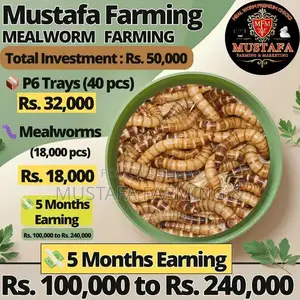 Live Mealworms for Feeding Birds, Reptiles, Fish