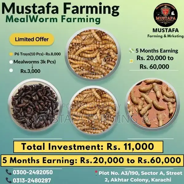 Live Mealworms for Feeding Birds, Reptiles, Fish