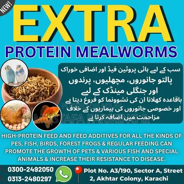 Live Mealworms for Feeding Birds, Reptiles, Fish