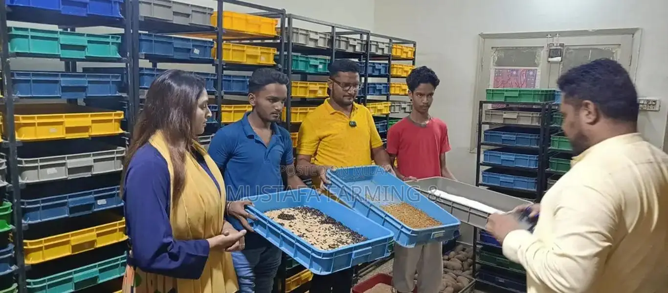 Live Mealworms for Feeding Birds, Reptiles, Fish