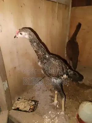 Aseel Pathy Breeding Pair of Young Jawa and Miawali Poultry