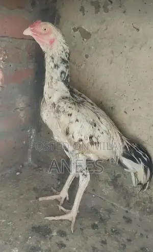 High-Quality Long Height Performance Pants for Men