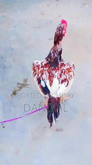 Aseel Puliya and Sileta Male Chickens for Sale