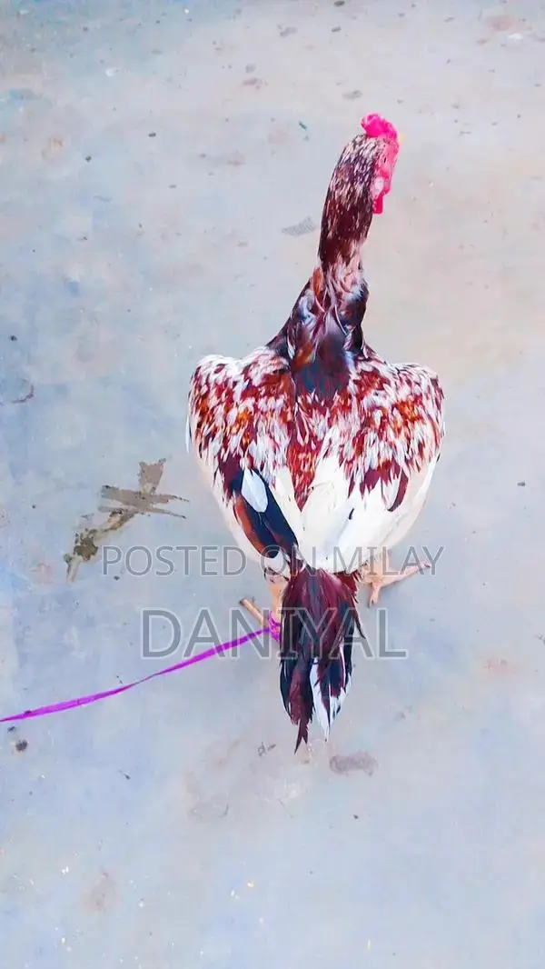 Aseel Puliya and Sileta Male Chickens for Sale