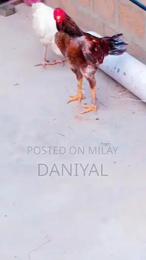 Aseel Puliya and Sileta Male Chickens for Sale