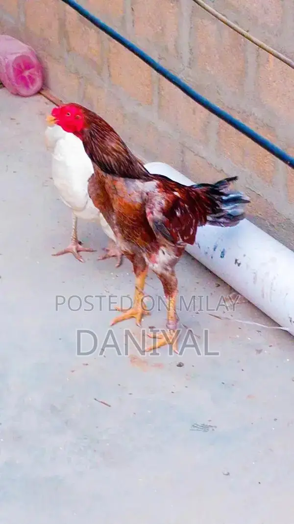 Aseel Puliya and Sileta Male Chickens for Sale