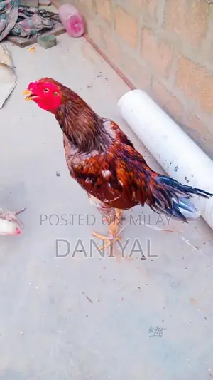 Aseel Puliya and Sileta Male Chickens for Sale