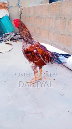 Aseel Puliya and Sileta Male Chickens for Sale