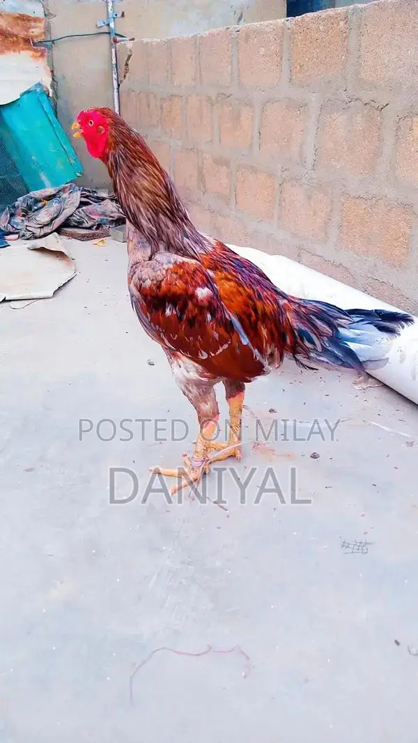 Aseel Puliya and Sileta Male Chickens for Sale