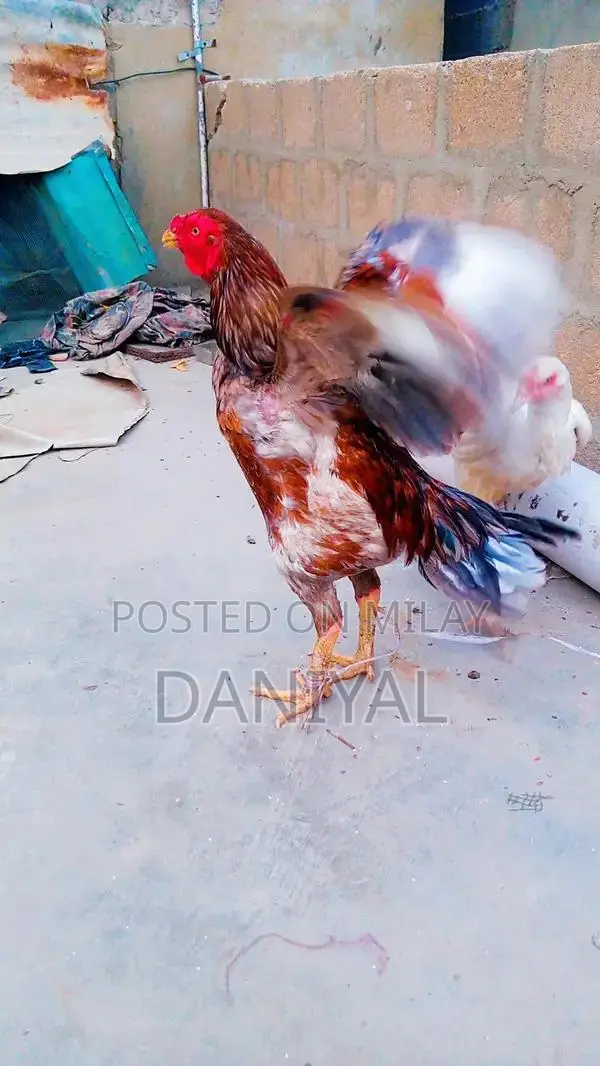 Aseel Puliya and Sileta Male Chickens for Sale