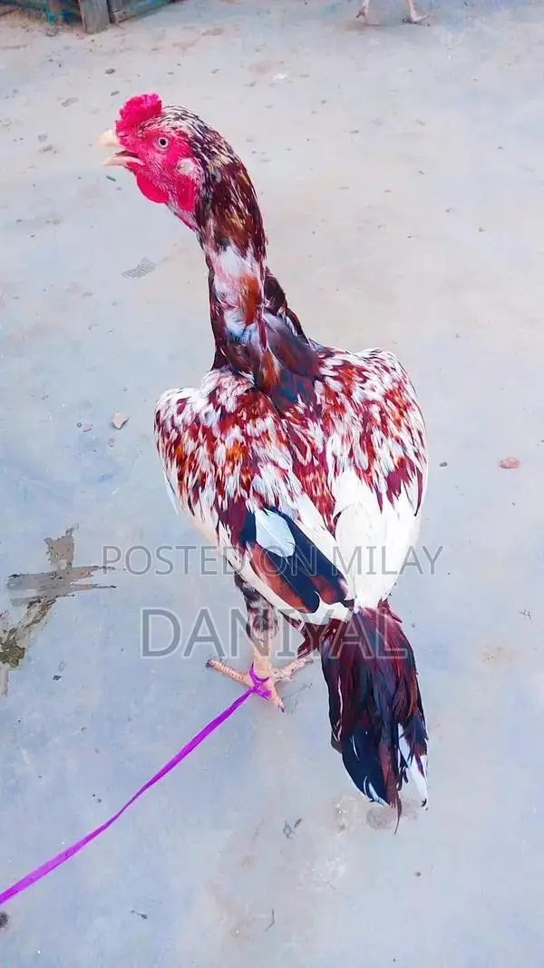 Aseel Puliya and Sileta Male Chickens for Sale