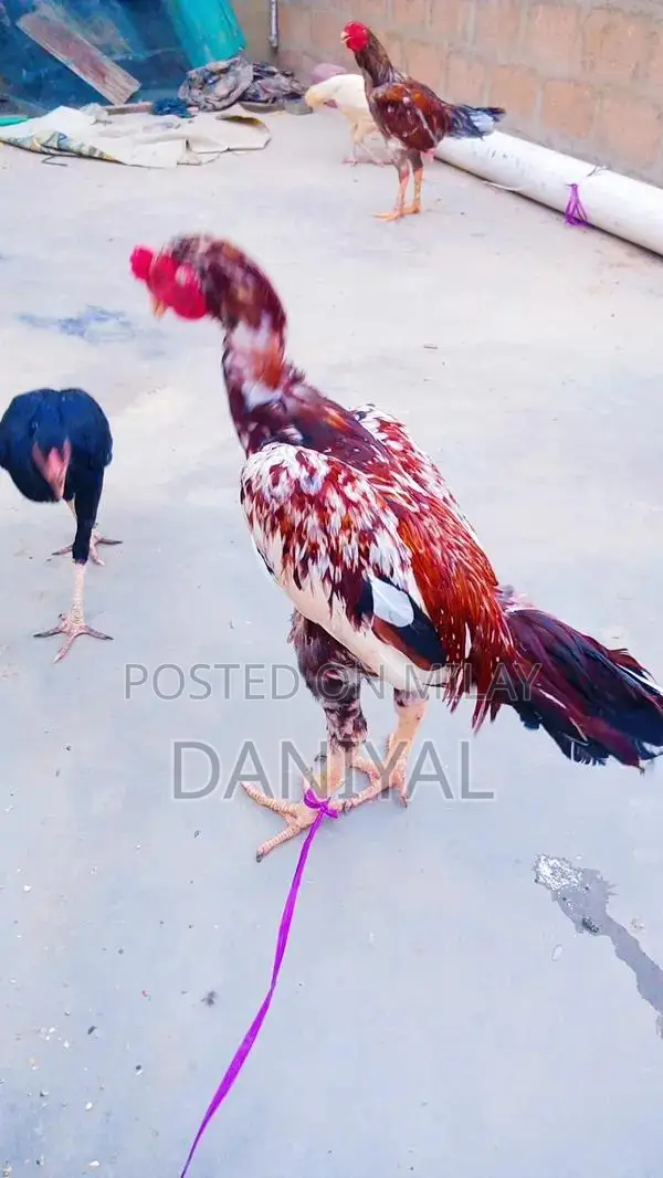 Aseel Puliya and Sileta Male Chickens for Sale